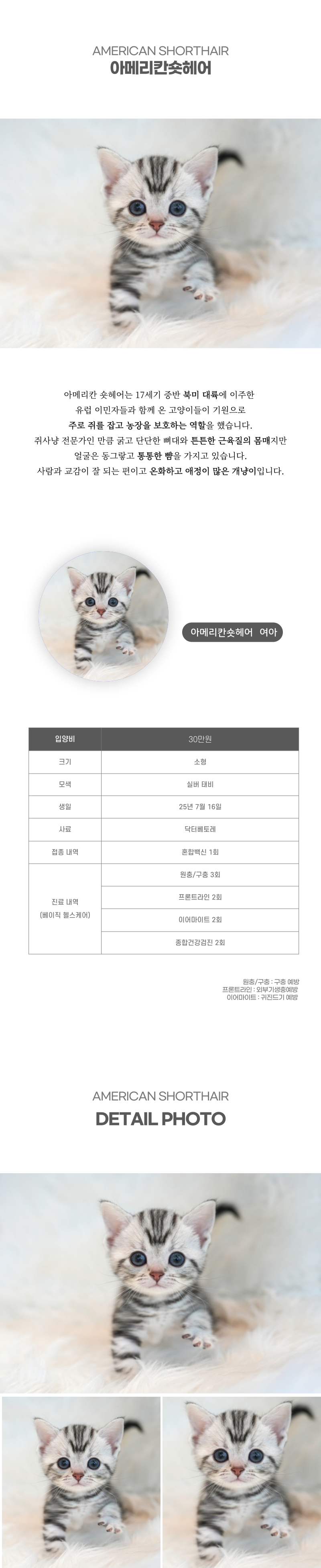아메리칸숏헤어_상세이미지_2